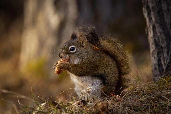 Niedliches Amerikanisches Rotes Eichhörnchen Sitzt Frühling Auf Dem Waldboden Und — Stockfoto