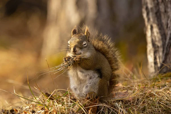 可爱的美国红松鼠在森林的地面上 坐在枯黄的草地上 吃着小麦头 — 图库照片