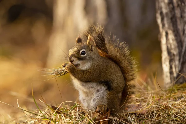 Esquilo Vermelho Americano Bonito Está Sentado Comendo Cabeça Trigo Grama — Fotografia de Stock