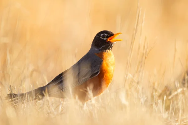 明るいオレンジ色の胸を持つかわいい鳥アメリカのロビンは裏庭の春に黄色の草の中に地面に立っています — ストック写真