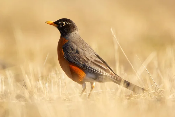 明るいオレンジ色の胸を持つかわいい鳥アメリカのロビンは裏庭の春に黄色の草の中に地面に立っています — ストック写真