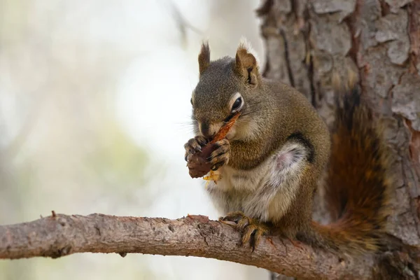 美国红松鼠正坐在云杉树枝上 吃着蛋筒里的种子 — 图库照片