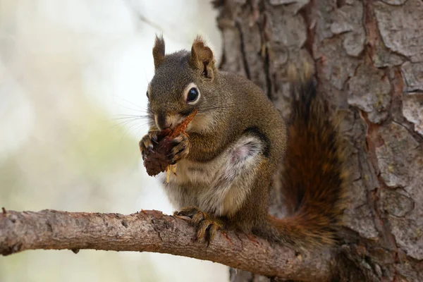 Amerikanisches Rotes Eichhörnchen Sitzt Auf Einem Zweig Der Fichte Und — Stockfoto