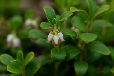 Baharda vahşi doğada büyüyen sürünen çalıların üzerinde yemyeşil yapraklarla bembeyaz ve pembe ayı gülü çiçekleri..