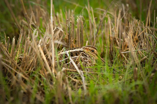 Wilson Snipe Hiding Green Yellow Grass Early Spring Migration Nesting — Stock Photo, Image