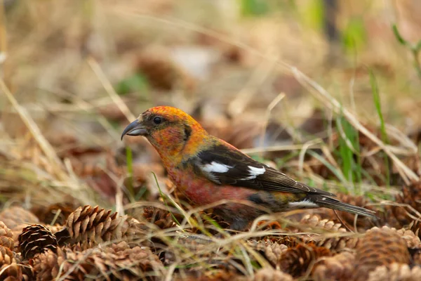 鮮やかなオレンジと赤い鳥白い翼のクロスビルは トウヒのコーンの山の上の森の床に座っていると春に種を食べる — ストック写真