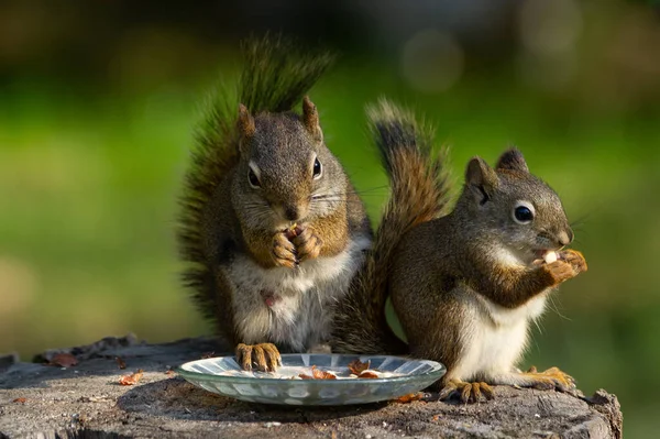 Mãe Bebê Esquilo Vermelho Americano Estão Sentados Toco Comendo Amendoins — Fotografia de Stock