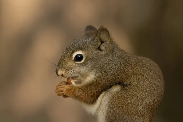 Close Pequeno Esquilo Vermelho Americano Comendo Amendoim Jardim Verão — Fotografia de Stock