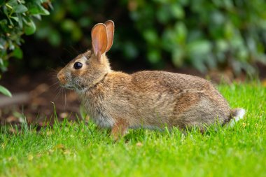 İstilacı türlerin profil görüntüsü Avrupa tavşanı bahçedeki yeşil çimlerde oturuyor, güneşli yaz günü..