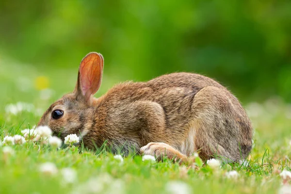 Pequeño Esponjoso Conejo Europeo Marrón Está Sentado Césped Mordisquear Trébol — Foto de Stock