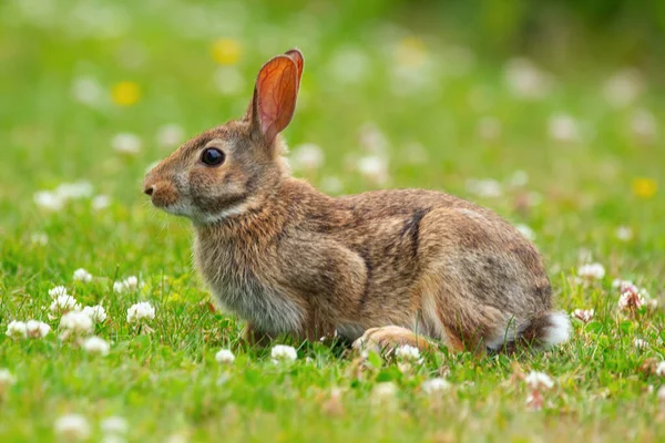 Pequeño Esponjoso Conejo Europeo Marrón Está Sentado Césped Mordisquear Trébol —  Fotos de Stock