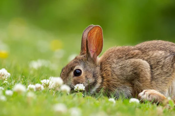 Pequeño Esponjoso Conejo Europeo Marrón Está Sentado Césped Mordisquear Trébol — Foto de Stock