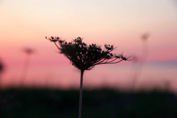 Beautiful silhouette of dry flower of wild carrot (or Queen Ann\'s lace) umbrella in pink light