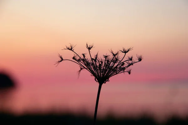 Beautiful silhouette of dry flower of wild carrot (or Queen Ann\'s lace) umbrella in pink light