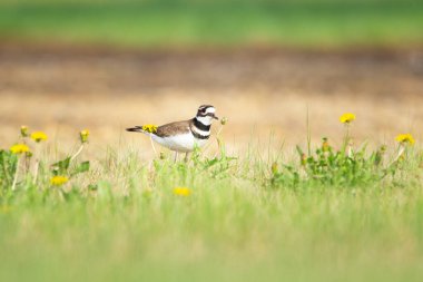 Gürültülü sevimli kuş Killdeer yeşil çimlerde duruyor ve yaz güneşli bir günde yol kenarında sarı karahindibalar açıyor..