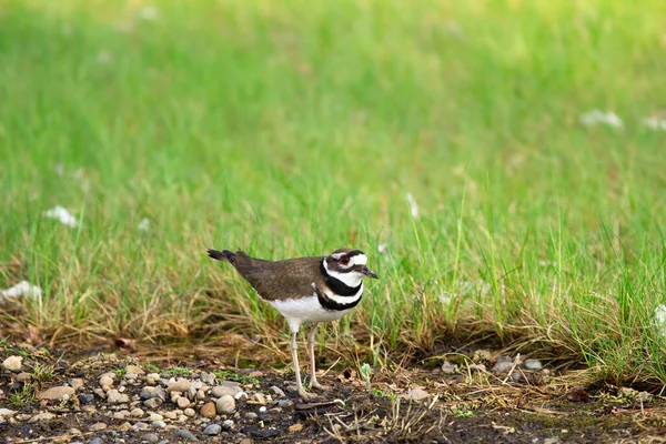 Cute Noisy Bird Killdeer Standing Green Grass Road Summer Sunny — Stock Photo, Image
