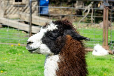 Güneşli bir yaz gününde çitlerin yanında duran siyah beyaz alpaka portresi, arka planda yeşil çimenler..
