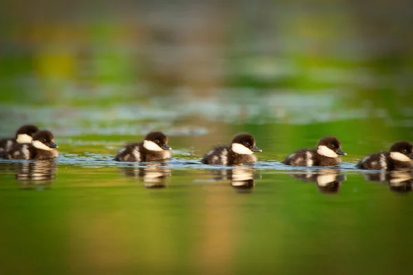 Słodkie Kaczuszki Kaczki Bufflehead Pływają Wodzie Rzeki Trzcinami Letni Słoneczny — Zdjęcie stockowe