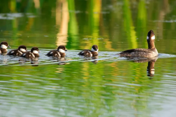 バッフルヘッドアヒルファミリー 小さなかわいいふわふわのアヒルの母親は 暖かい夏の晴れた日に湖の水の中で泳いでいます — ストック写真