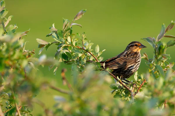 Female Red Winged Blackbird Sitting Leaves Willow Branch Summer Sunny — Stock Photo, Image