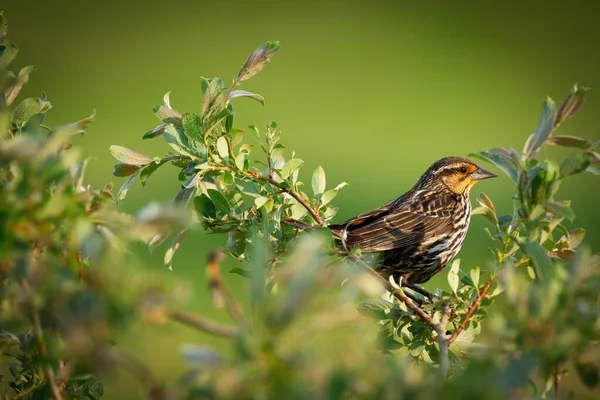 Female Red Winged Blackbird Sitting Leaves Willow Branch Summer Sunny — Stock Photo, Image