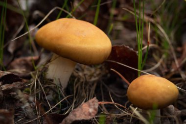 Sarı şapkalı şirin küçük mantarlar ormanda yetişiyor kuru yapraklar ve yeşil çimenler içinde..