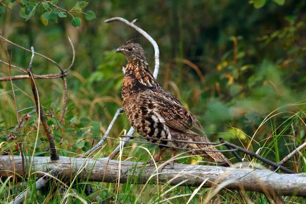 Female Bird Ruffed Grouse Standing Alerted Raised Crest Log Summer — Stock Photo, Image