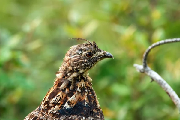 Head Bird Ruffed Grouse Dense Green Foliage Summer Forest — Stock Photo, Image