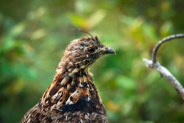 Head Bird Ruffed Grouse Dense Green Foliage Summer Forest — Stock Photo, Image
