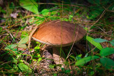 Leccinum scabrum (ya da Birch bolete, scaber stalk), kahverengi başlıklı bir mantar, orman zemininde ve çimlerde yetişmektedir..