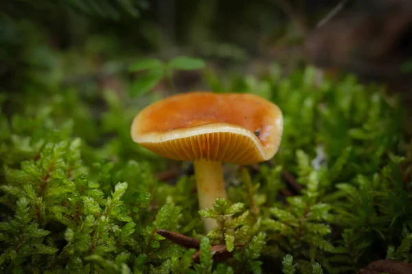 Зрелые Виды Cortinarius Mucosus Mushroom Оранжевый Чепчик Слизистый Кортинарий Апельсиновой — стоковое фото