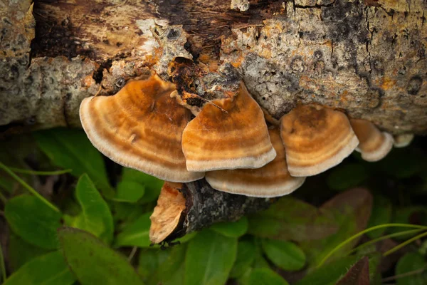 Cluster Colorati Funghi Polipore Coda Tacchino Trametes Versicolor Che Crescono — Foto Stock