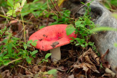 Parlak kırmızı başlıklı zehirli kusturucu russula mantarı (veya Sickener) kütüğün yakınındaki orman zemininde, düşmüş yapraklar ve ayı çileği çalılarının arasında yetişiyor..