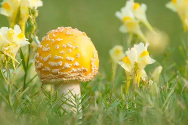 Cute and bright yellow mushroom Amanita muscaria (fky agaric) with round cap grows in green grass among yellow wildflowers Yellow toadflax.