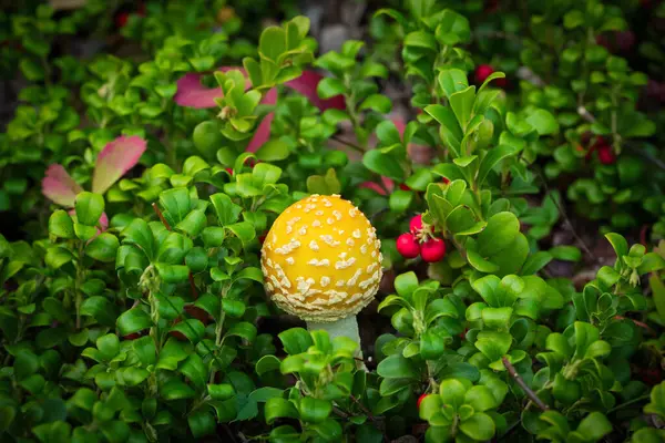 Cute Bright Yellow Mushroom Amanita Muscaria Fky Agaric Cap Growing — Stock Photo, Image