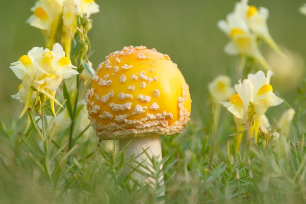 Şirin ve parlak sarı mantar mantarı Amanita muscaria (fky agaric) yeşil çimlerde sarı kır çiçekleri arasında yetişir..