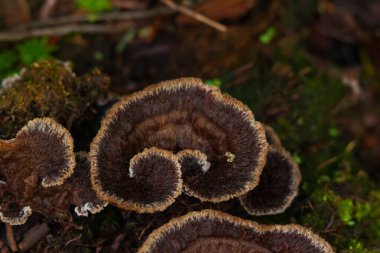 Telephora terrestrinin güzel kahverengi bukleleri (yaygın fiber vazo veya Dünya fanı mantarı) orman zemininde çürüyen ahşap ve yosun içinde yetişir..