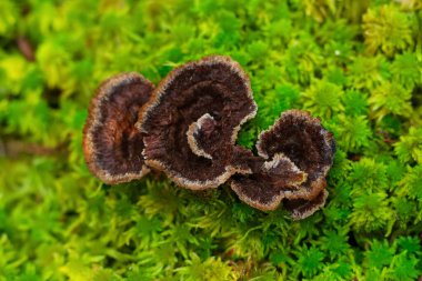 Telephora terrestrinin güzel kahverengi bukleleri (yaygın fiber vazo veya Dünya fanı mantarı) ormanda parlak yeşil yosunlarda yetişir..