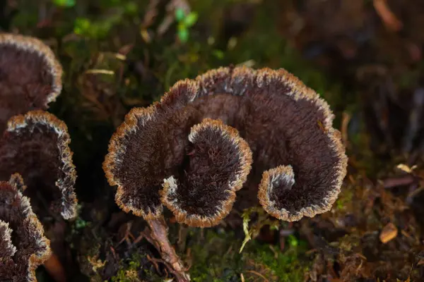 Telephora terrestrinin güzel kahverengi bukleleri (yaygın fiber vazo veya Dünya fanı mantarı) orman zemininde çürüyen ahşap ve yosun içinde yetişir..