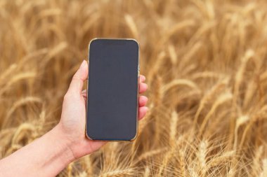 Bir el, tarlada altın renkli buğday kafalarının arka planında boş siyah ekranlı akıllı bir telefonu tutuyor..