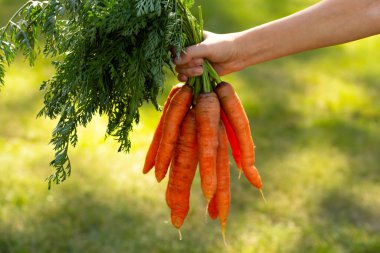 Bir bahçıvanın eli, bahçesinde yaprakları olan büyük turuncu bir havuç demetini tutuyor..