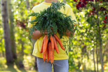 Sarı tişörtlü bir çocuk, sonbahar bahçesinde önünde bir sürü taze turuncu havuç tutuyor. Arka planda sıcak ışık altında ağaçlar.