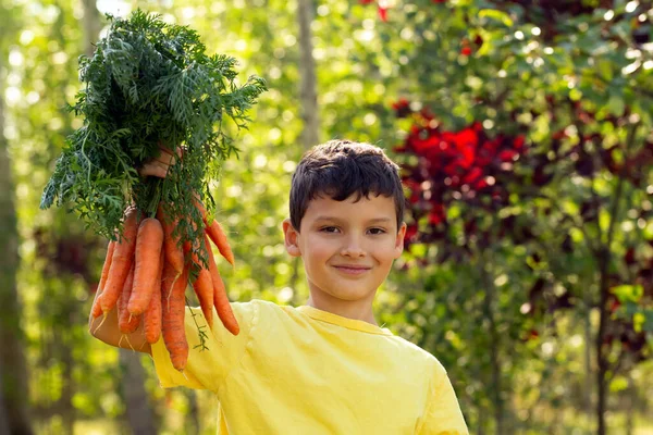A smiling boy in yellow t-shirt is holding a big bunch of large orange carrots with leaves in the autumn garden near green and red trees.