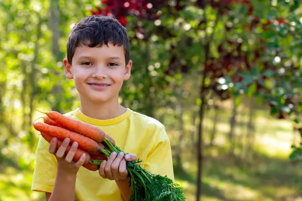 A smiling boy in yellow t-shirt is holding a big bunch of large orange carrots with leaves in the autumn garden near green and red trees.