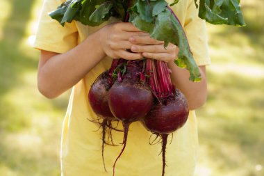 Sarı tişörtlü bir bahçıvan, yaz güneşinde bahçesinde yapraklı büyük yuvarlak kırmızı pancarlar tutuyor..