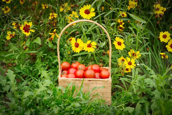 Mały Kwadratowy Wiklinowy Kosz Czerwonymi Pomidorami Wiśniowymi Jest Ziemi Trawie — Zdjęcie stockowe