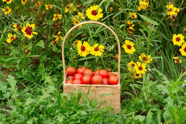 Mały Kwadratowy Wiklinowy Kosz Czerwonymi Pomidorami Wiśniowymi Jest Ziemi Trawie — Zdjęcie stockowe