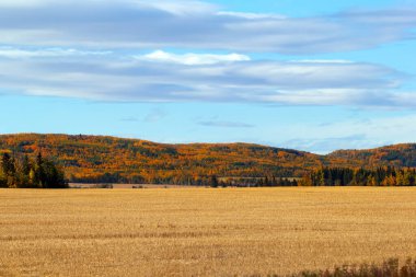 Çayırlardaki huzurlu sonbahar manzarası - tarımın arkasındaki tepelerde sarı ve portakal ağaçları hasat ve mavi bulutlu gökyüzü.