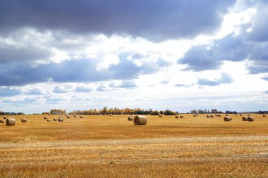 Sonbaharda büyük bir buğday tarlası ve üzerinde yuvarlak balyalar, ufuktaki sarı ağaçlar dramatik mavi bulutlu gökyüzü ile kırsal bir manzara..