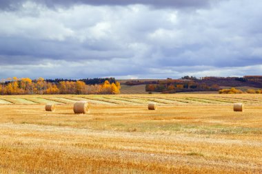 Sonbaharda büyük bir buğday tarlası ve üzerinde yuvarlak balyalar, ufuktaki sarı ağaçlar dramatik mavi bulutlu gökyüzü ile kırsal bir manzara..